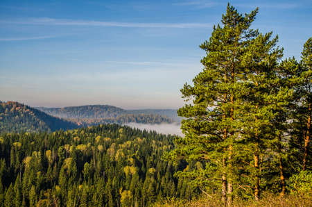 conifer tree at the top in the morning mist. thick morning mist in coniferous forest. thickets of green forest.の写真素材