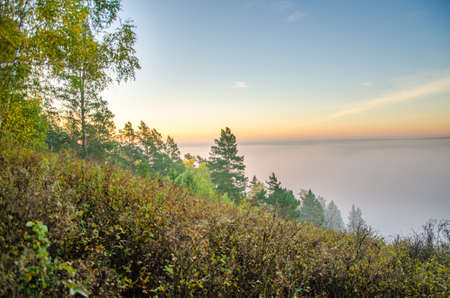 conifer tree at the top in the morning mist. forest with a bird's eye view . coniferous trees, thickets of green forest. fog covered with thick coniferous forest.の写真素材