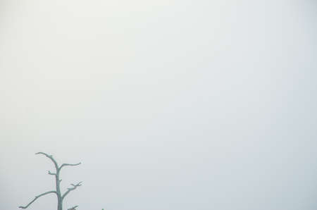 conifer tree at the top in the morning mist. forest with a bird's eye view . coniferous trees, thickets of green forest. fog covered with thick coniferous forest.の写真素材