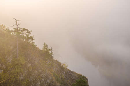 conifer tree at the top in the morning mist. forest with a bird's eye view . coniferous trees, thickets of green forest. fog covered with thick coniferous forest.の写真素材
