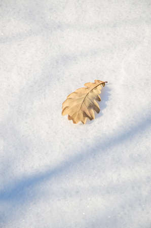 thick fog covered with thick coniferous forest. forest with a bird's eye view . coniferous trees, thickets of green forest. fog covered with thick coniferous forest.の写真素材