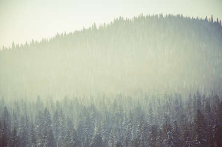 thick fog covered with thick coniferous forest. forest with a bird's eye view . coniferous trees, thickets of green forest. fog covered with thick coniferous forest.の写真素材