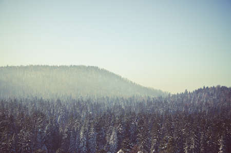 thick fog covered with thick coniferous forest. forest with a bird's eye view . coniferous trees, thickets of green forest. fog covered with thick coniferous forest.の写真素材