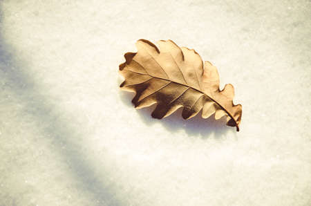 thick fog covered with thick coniferous forest. forest with a bird's eye view . coniferous trees, thickets of green forest. fog covered with thick coniferous forest.の写真素材