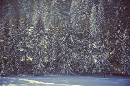 thick fog covered with thick coniferous forest. forest with a bird's eye view . coniferous trees, thickets of green forest. fog covered with thick coniferous forest.の写真素材