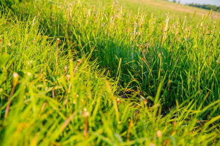 on a green lawn in the early foggy morning . dew on the lush green grass a summer misty morning. the sun's rays fall on the wet grass and flowers. dew on the grass in a summer misty morning.の写真素材