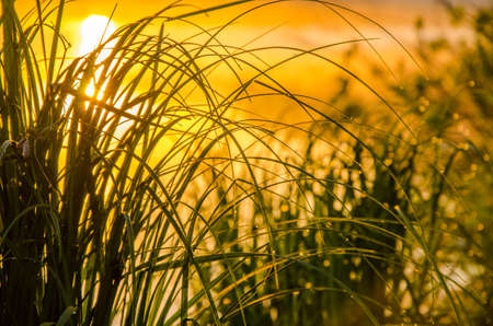 on a green lawn in the early foggy morning . all the grass in the morning dew . the sun's rays fall on the wet grass and flowers. grass grows directly out of the water .の写真素材