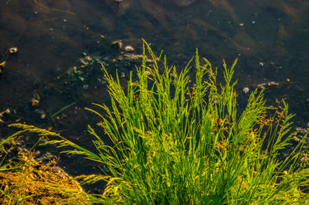 on a green lawn in the early foggy morning . all the grass in the morning dew . the sun's rays fall...