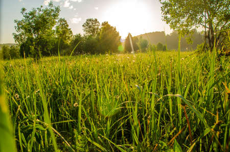 on a green lawn in the early foggy morning . dew on the lush green grass a summer misty morning. the sun's rays fall on the wet grass and flowers. dew on the grass in a summer misty morning.の写真素材