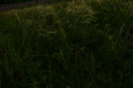 on a green lawn in the early foggy morning . dew on the lush green grass a summer misty morning. the...