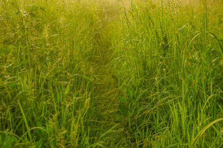 on a green lawn in the early foggy morning . dew on the lush green grass a summer misty morning. the...
