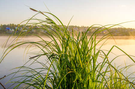 on a green lawn in the early foggy morning . all the grass in the morning dew . the sun's rays fall on the wet grass and flowers. grass grows directly out of the water .の写真素材