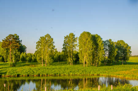 on a green lawn in the early foggy morning . all the grass in the morning dew . the sun's rays fall on the wet grass and flowers. grass grows directly out of the water .の写真素材