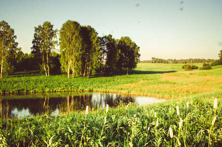 on a green lawn in the early foggy morning . all the grass in the morning dew . the sun's rays fall on the wet grass and flowers. grass grows directly out of the water .の写真素材