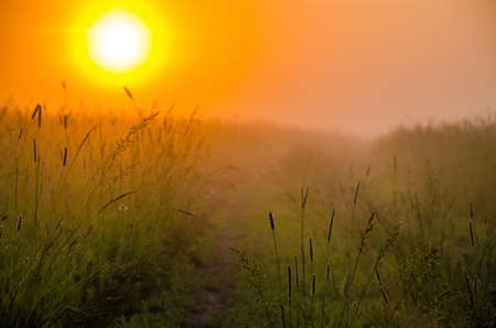 thick morning fog in the summer forest. thick morning fog in the forest at pond. Morning landscape in summer thick fog. dense fog in the morning. early morning. forest hiding in the fog. forest pathの写真素材