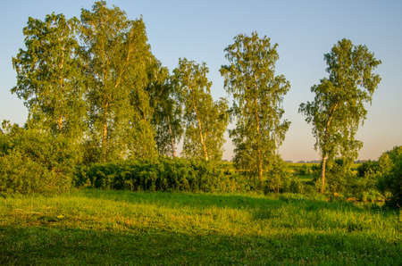 thick morning fog in the summer forest. thick morning fog in the forest at pond. Morning landscape in summer thick fog. dense fog in the morning. early morning. forest hiding in the fog.の写真素材