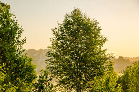 thick morning fog in the summer forest. thick morning fog in the forest at pond. Morning landscape in summer thick fog. dense fog in the morning. early morning. forest hiding in the fog.の写真素材