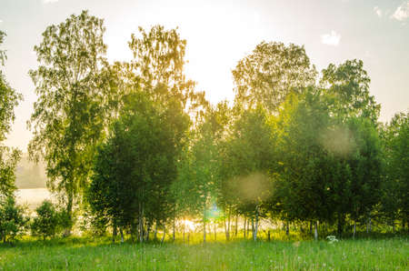 thick morning fog in the summer forest. thick morning fog in the forest at pond. Morning landscape in summer thick fog. dense fog in the morning. early morning. forest hiding in the fog.の写真素材
