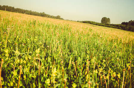 thick morning fog in the summer forest. thick morning fog in the forest at pond. Morning landscape in summer thick fog. dense fog in the morning. early morning. forest hiding in the fog.の写真素材