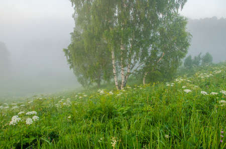 thick morning fog in the summer forest. thick morning fog in the forest at pond. Morning landscape in summer thick fog. dense fog in the morning. early morning. forest hiding in the fog.の写真素材