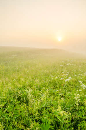 thick morning fog in the summer forest. thick morning fog in the forest at pond. Morning landscape in summer thick fog. dense fog in the morning. early morning. forest hiding in the fog.の写真素材