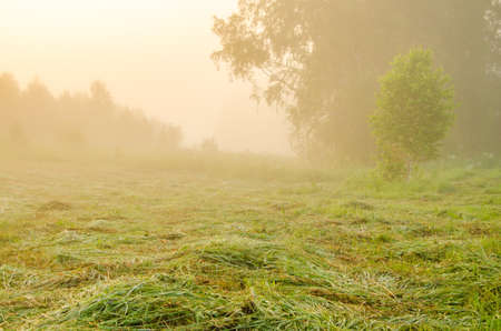 thick morning fog in the summer forest. thick morning fog in the forest at pond. Morning landscape in summer thick fog. dense fog in the morning. early morning. forest hiding in the fog.の写真素材