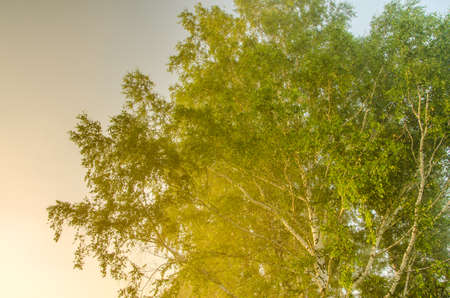 thick morning fog in the summer forest. thick morning fog in the forest at pond. Morning landscape in summer thick fog. dense fog in the morning. early morning. forest hiding in the fog.の写真素材