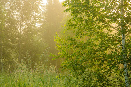 thick morning fog in the summer forest. thick morning fog in the forest at pond. Morning landscape in summer thick fog. dense fog in the morning. early morning. forest hiding in the fog.の写真素材