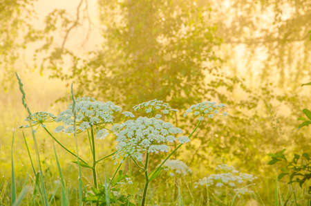 thick morning fog in the summer forest. thick morning fog in the forest at pond. Morning landscape in summer thick fog. dense fog in the morning. early morning. forest hiding in the fog.の写真素材