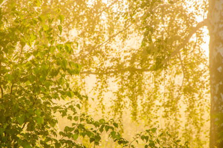 thick morning fog in the summer forest. thick morning fog in the forest at pond. Morning landscape in summer thick fog. dense fog in the morning. early morning. forest hiding in the fog.の写真素材