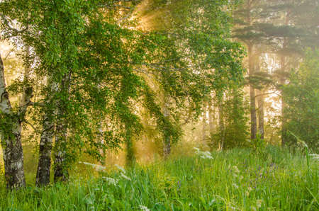 thick morning fog in the summer forest. thick morning fog in the forest at pond. Morning landscape in summer thick fog. dense fog in the morning. early morning. forest hiding in the fog.の写真素材