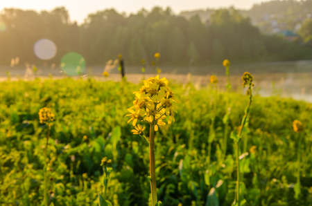 on a green lawn in the early foggy morning . dew on the lush green grass a summer misty morning. the sun's rays fall on the wet grass and flowers. Flower in thick morning fogの写真素材