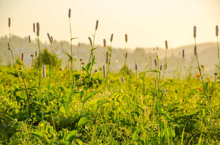 on a green lawn in the early foggy morning . dew on the lush green grass a summer misty morning. the sun's rays fall on the wet grass and flowers. Flower in thick morning fogの写真素材