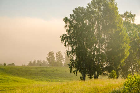 thick morning fog in the summer forest. thick morning fog in the forest at pond. Morning landscape in summer thick fog. dense fog in the morning. early morning. forest hiding in the fog.の写真素材