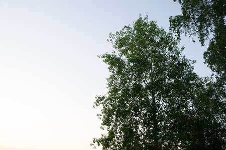 fog over the water . morning fog. thick morning mist over the lake . around the lake grow birch . landscape early in the morning warm . the sun rises and lights up the forest with a pond in the fog .の写真素材
