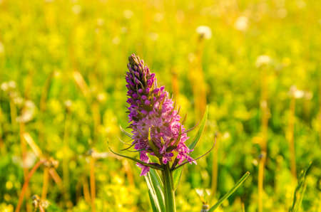 on a green lawn in the early foggy morning . dew on the lush green grass a summer misty morning. the sun's rays fall on the wet grass and flowers. Flower in thick morning fogの写真素材