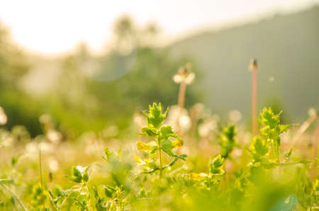 on a green lawn in the early foggy morning . dew on the lush green grass a summer misty morning. the sun's rays fall on the wet grass and flowers. Flower in thick morning fogの写真素材