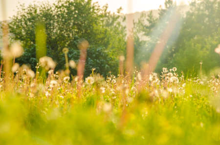 on a green lawn in the early foggy morning . dew on the lush green grass a summer misty morning. the sun's rays fall on the wet grass and flowers. Flower in thick morning fogの写真素材