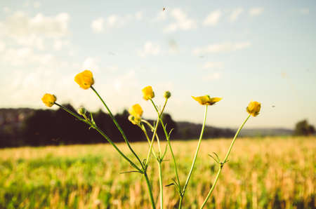 on a green lawn in the early foggy morning . dew on the lush green grass a summer misty morning. the sun's rays fall on the wet grass and flowers. Flower in thick morning fogの写真素材