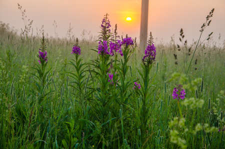 on a green lawn in the early foggy morning . dew on the lush green grass a summer misty morning. the sun's rays fall on the wet grass and flowers. Flower in thick morning fogの写真素材