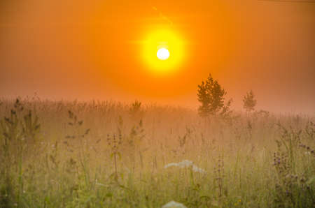 on a green lawn in the early foggy morning . dew on the lush green grass a summer misty morning. the sun's rays fall on the wet grass and flowers. Flower in thick morning fogの写真素材
