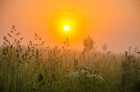 on a green lawn in the early foggy morning . dew on the lush green grass a summer misty morning. the sun's rays fall on the wet grass and flowers. Flower in thick morning fogの写真素材