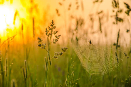 on a green lawn in the early foggy morning . dew on the lush green grass a summer misty morning. the sun's rays fall on the wet grass and flowers. Flower in thick morning fogの写真素材