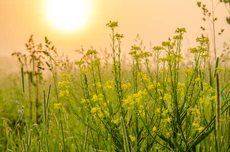 on a green lawn in the early foggy morning . dew on the lush green grass a summer misty morning. the sun's rays fall on the wet grass and flowers. Flower in thick morning fogの写真素材