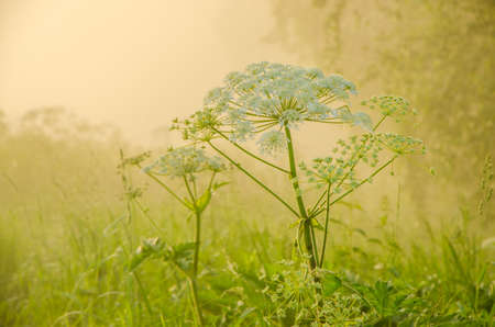 on a green lawn in the early foggy morning . dew on the lush green grass a summer misty morning. the sun's rays fall on the wet grass and flowers. Flower in thick morning fogの写真素材