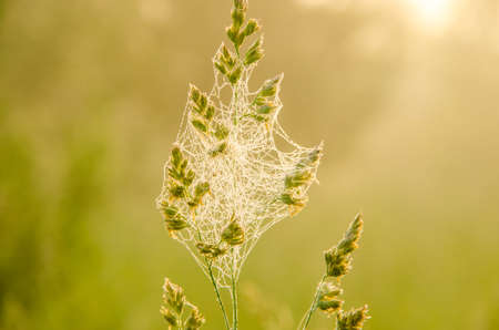 on a green lawn in the early foggy morning . dew on the lush green grass a summer misty morning. the sun's rays fall on the wet grass and flowers. Flower in thick morning fogの写真素材