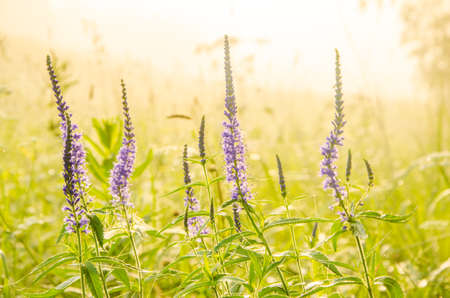 on a green lawn in the early foggy morning . dew on the lush green grass a summer misty morning. the sun's rays fall on the wet grass and flowers. Flower in thick morning fogの写真素材