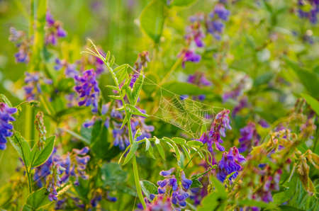 on a green lawn in the early foggy morning . dew on the lush green grass a summer misty morning. the sun's rays fall on the wet grass and flowers. Flower in thick morning fogの写真素材
