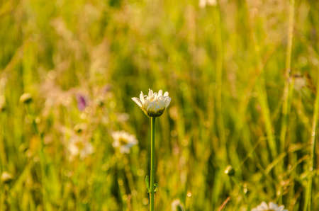 on a green lawn in the early foggy morning . dew on the lush green grass a summer misty morning. the sun's rays fall on the wet grass and flowers. Flower in thick morning fogの写真素材