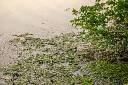 fog over the water . morning fog. thick morning mist over the lake . around the lake grow birch . landscape early in the morning warm . the sun rises and lights up the forest with a pond in the fog .の写真素材